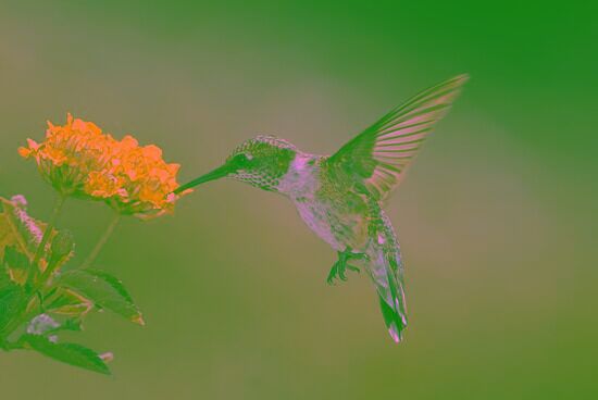 hummingbird-small