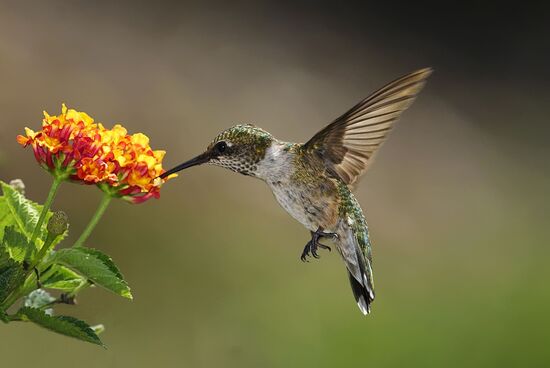 hummingbird-small