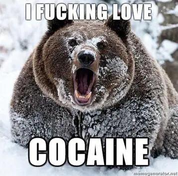 A Bear  saying I Love cocaine